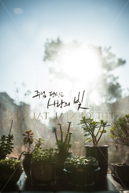 식물,빛,아침,창,글씨,손글씨,멋글씨,캘리그라피