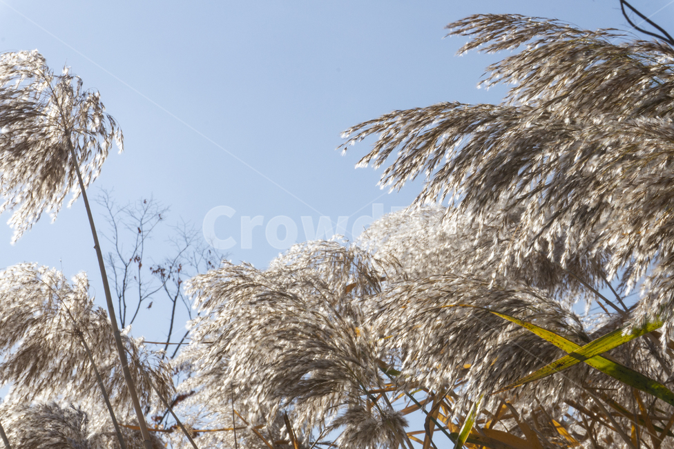 억새,갈대,가을,가을풍경,하늘,가을하늘,가을,계절,fall,autumn,season,자연,풍경,nature,landscape,grass,잔디,plant,식물,lawn,animal,동물,bird,새,reed