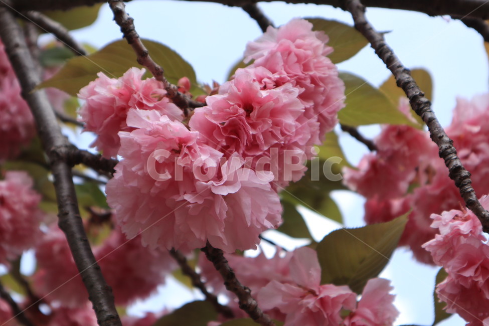 겹벚꽃,벚꽃,봄,분홍색,꽃,자연,spring,식물,flower