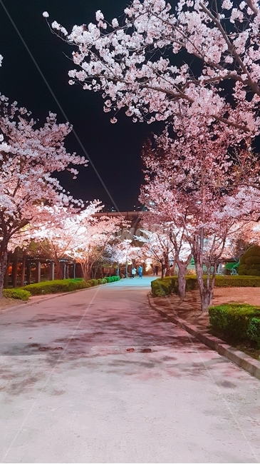 꽃,벚꽃,봄,spring,cherryblossoms,축제,꽃잎,봄,계절,spring,season,자연,풍경,nature,landscape,야경,밤,nightscape,night,plant,식물,flower,blossom,cherry blossom