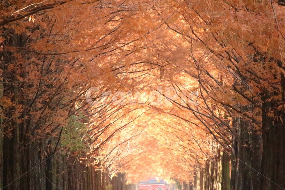가을,가로수,나무터널,길,휴식,가을,계절,fall,autumn,season,자연,풍경,nature,landscape,한국자연풍경,한국자연경관,korea nature landscape,path,통로