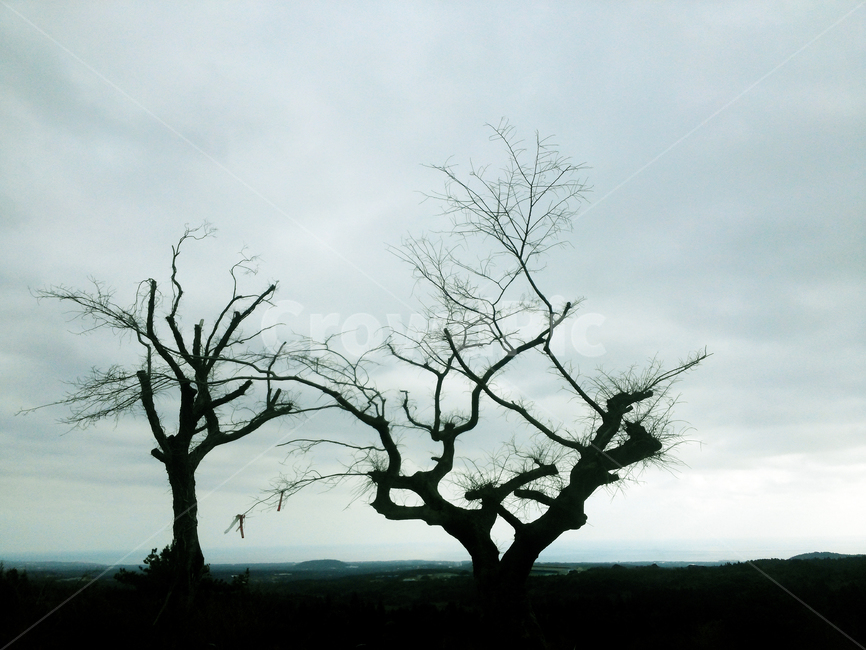 나무,고사목,사목,감성,마른나무,식물,자연,plants,nature,나무,trees,wood