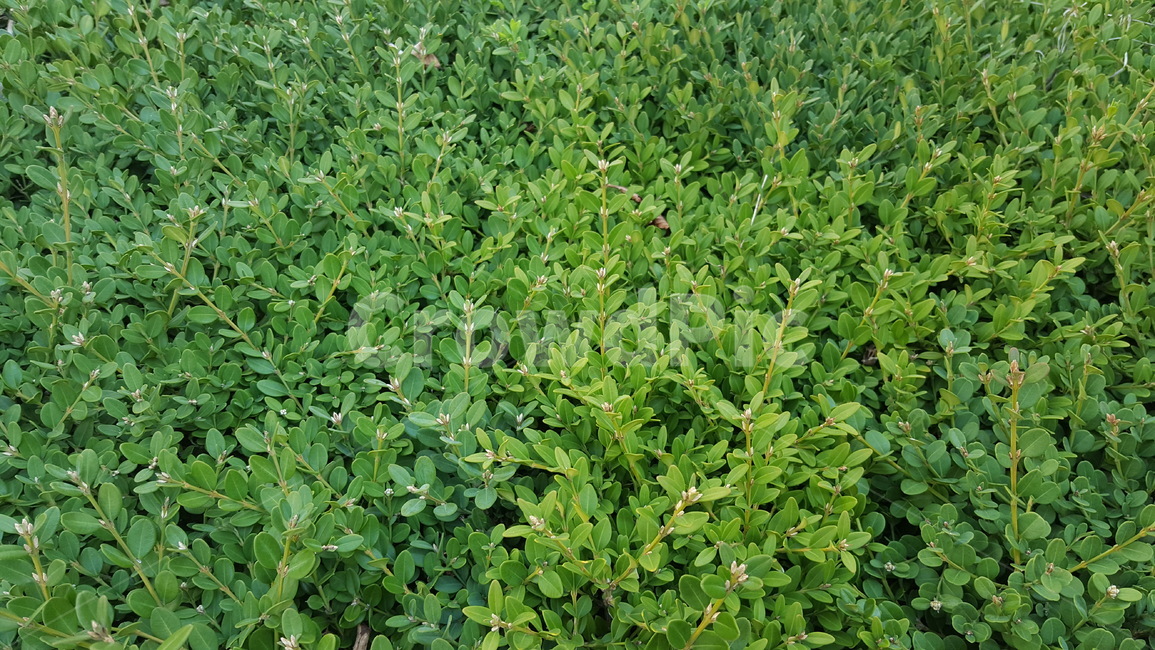 자연,녹색,여름,배경,푸른,식물,자연,plants,nature