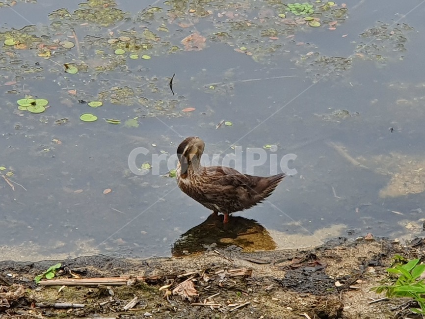 동물,bird,새,animal,호수,오리,duck