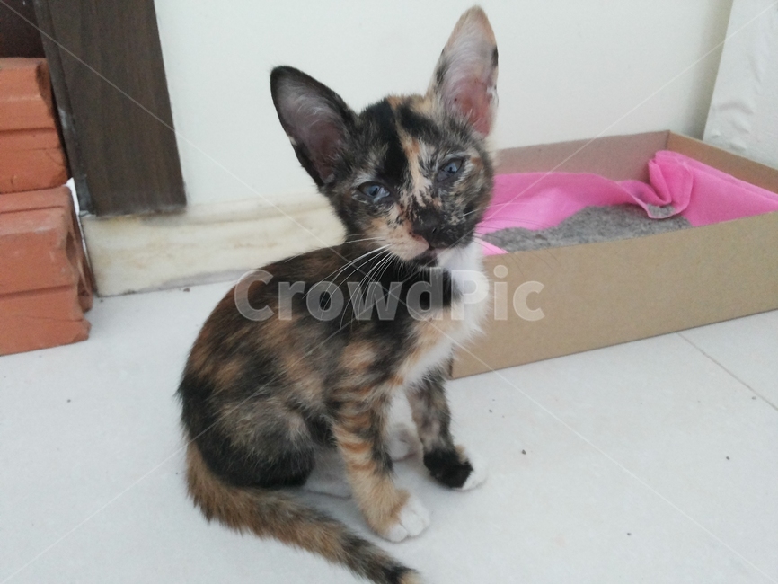 고양이,동물,아기고양이,cat,kitten