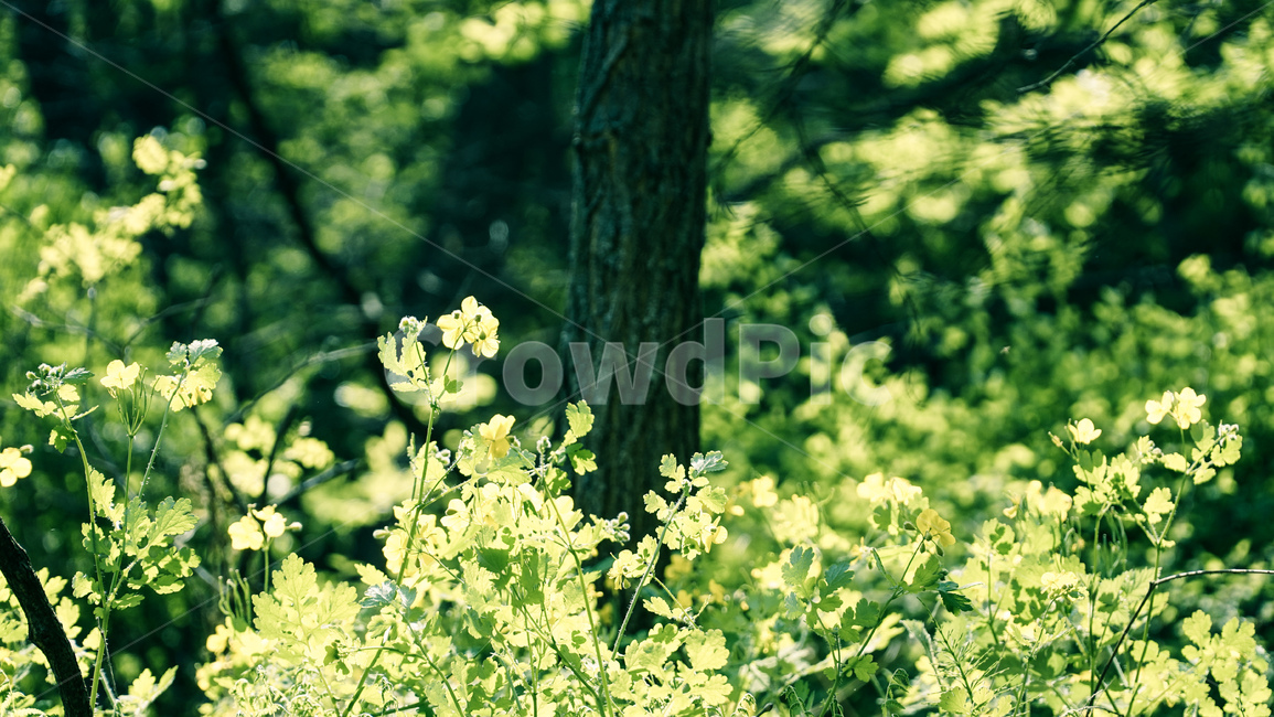 산,나무,초록,꽃,꽃밭,숲속,식물,자연,plants,nature,꽃,flower