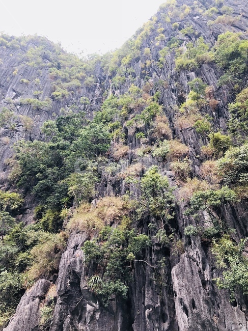 나무,tree,열대우림,rainforest,land,나라,옥외,outdoors,식물,plant,nature,자연,vegetation,초목