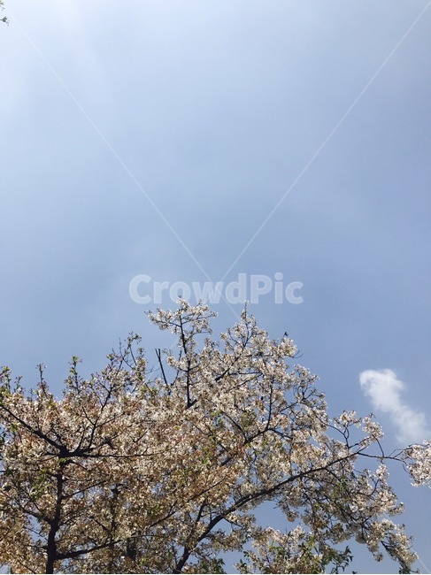 벚꽃,sakura,sky,하늘,봄,분홍,봄,계절,spring,season,자연,풍경,nature,landscape,식물,plants,나무,trees,wood,plant