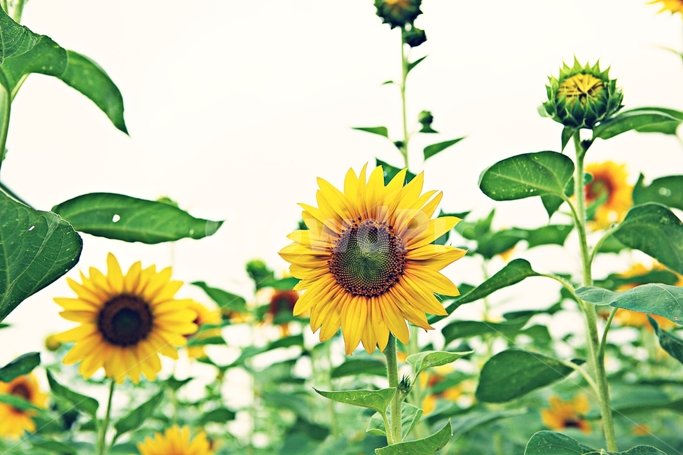 해바라기,꽃,꽃잎,씨,해바라기씨,큰꽃,가을꽃,공원,자연,식물,자연,plants,nature,꽃,flower