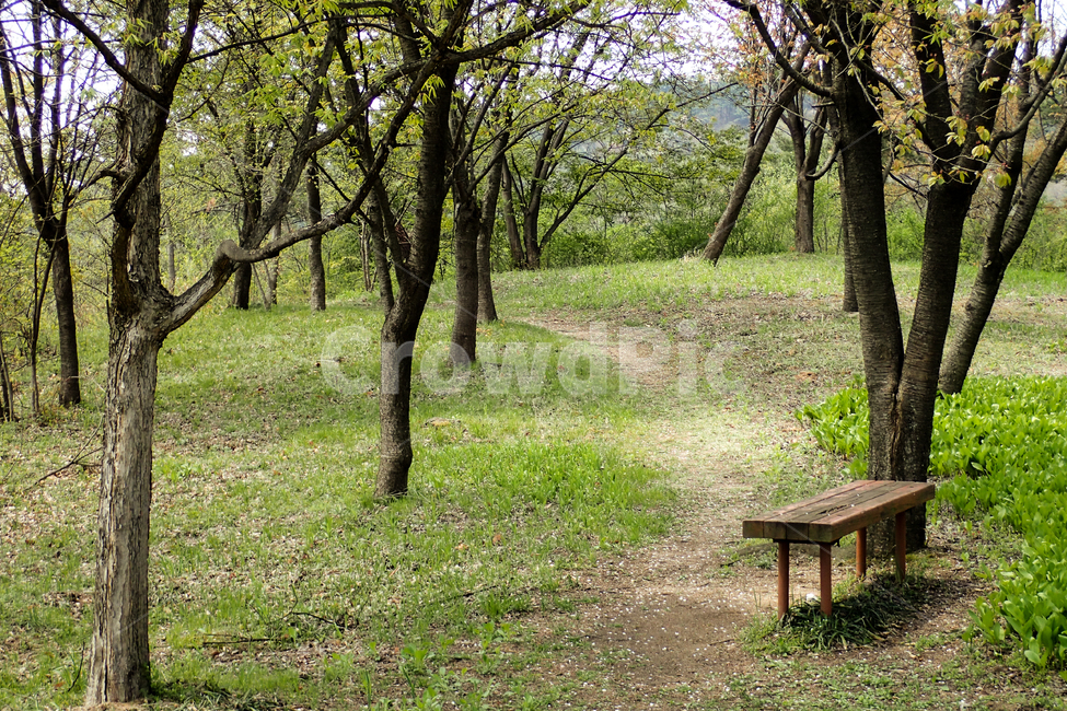 나무,공원,벤치,숲길,산책로,수풀,숲,의자,나뭇가지,녹색,초록,자연,야외,식물,힐링,휴식,트리,환경,풍경,경치,피톤치드,배경,백그라운드,계절,봄,plants,nature,trees,wood,relax,healing,bench,자연,풍경,nature,landscape,tree,plant,ground,바닥