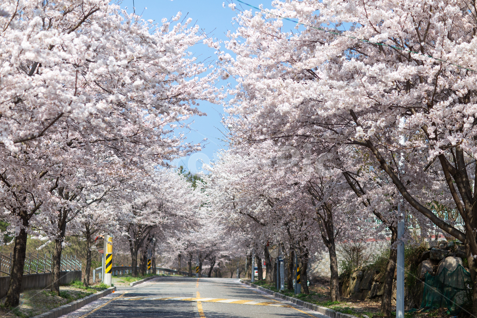 벚꽃,봄,꽃,터널,가로수,나무,하늘,만개,봄꽃,plant,blossom,flower,도로,길,힐링,풍경,드라이브,벚나무,일상,풍경배경,배경,꽃배경,봄,계절,spring,season