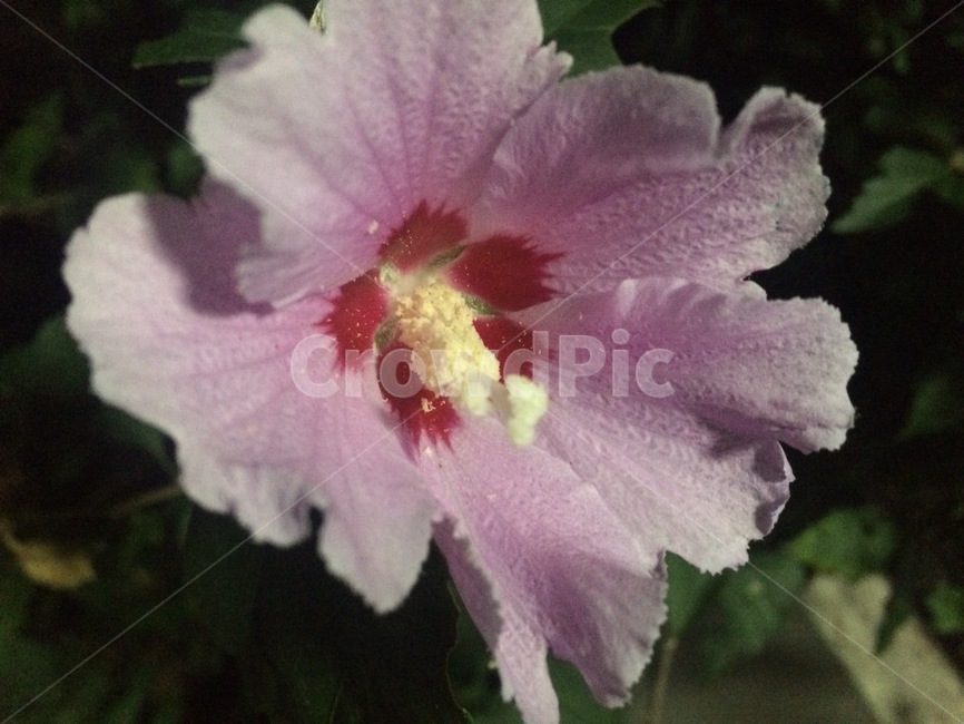 꽃,자연,식물,nature,flower
