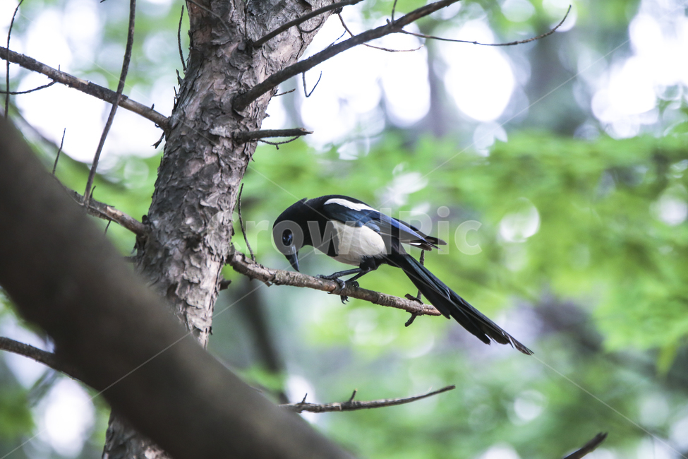 까치,새,조류,자연,생태,나무,bird