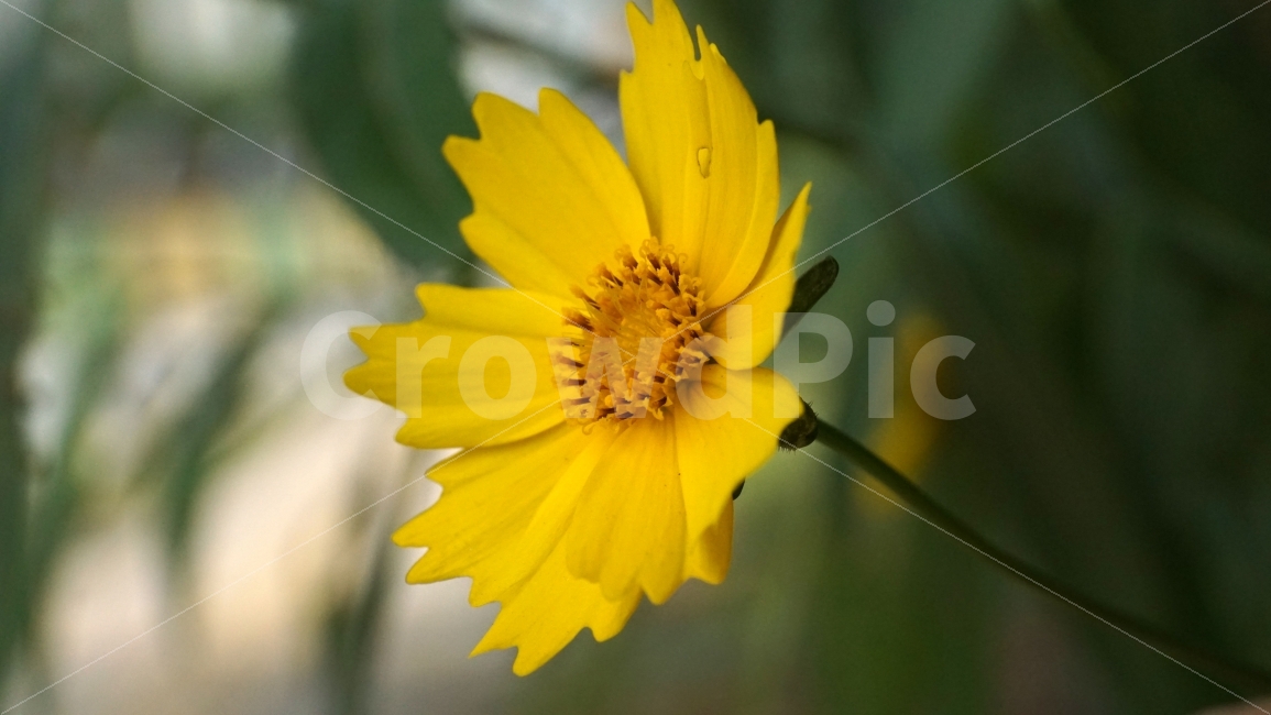 금계국,꽃,플라워,자연,식물,flower,nature,꽃사진,접사,macro,풍경,landscape,plants,식물,자연,plants,nature,꽃,flower