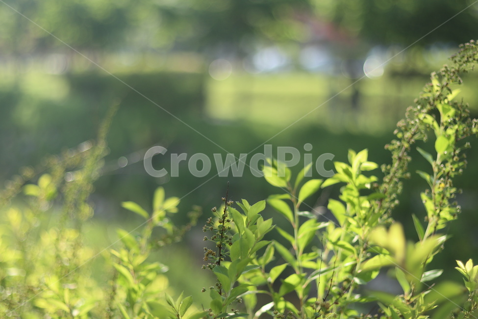 산책길,초록,나무,햇빛,풀,봄,식물,자연,plants,nature,휴식,힐링,rest,relaxation,healing