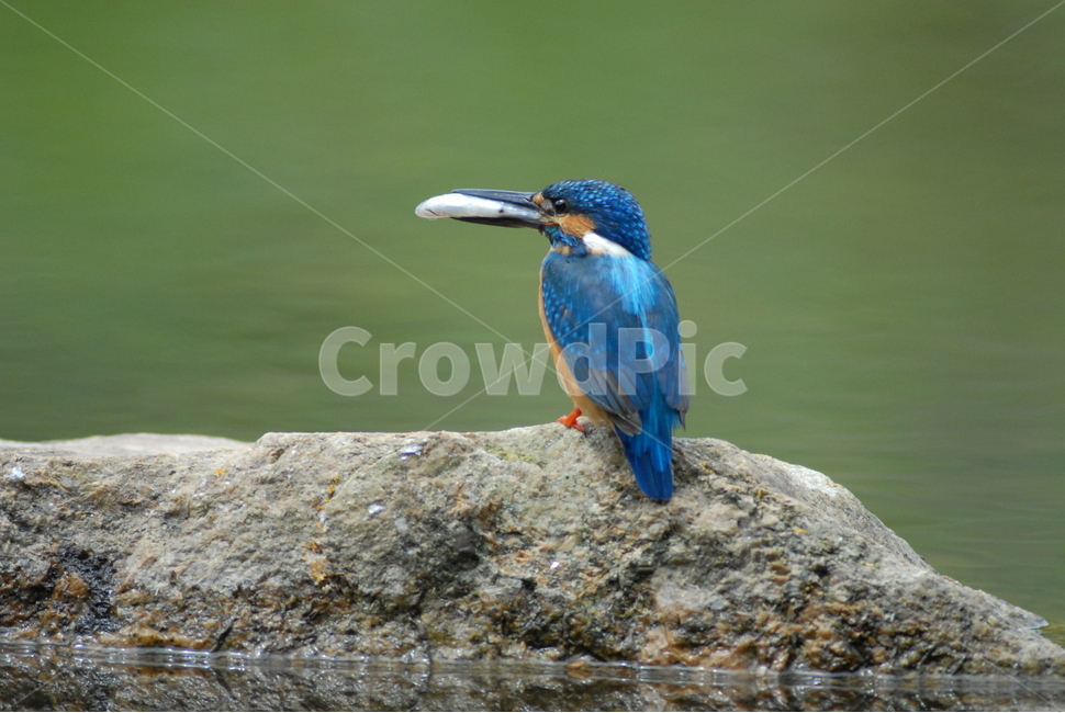 물총새,사냥,조류,육추,새,동물,animal,조류,새,birds