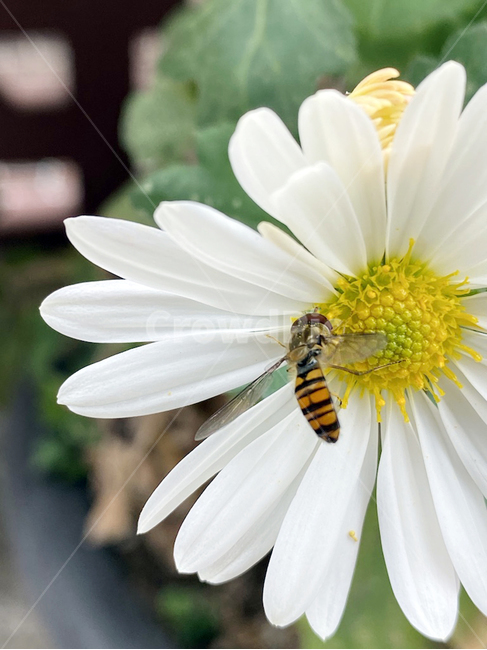 bee,벌,honeybee,꿀벌,꽃flower,plant,식물,동물,곤충,흰색꽃,국화,가을꽃,식물,자연,plants,nature,꽃,flower