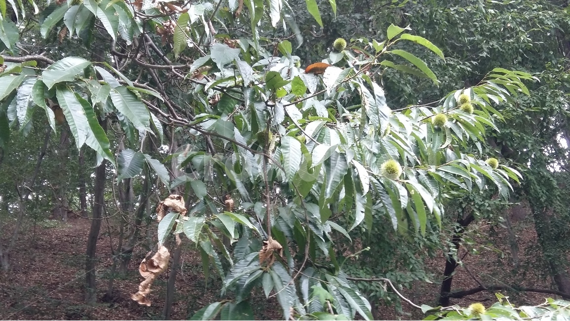 나무,자연,숲,풍경,밤,식물,자연,plants,nature,나무,trees,wood