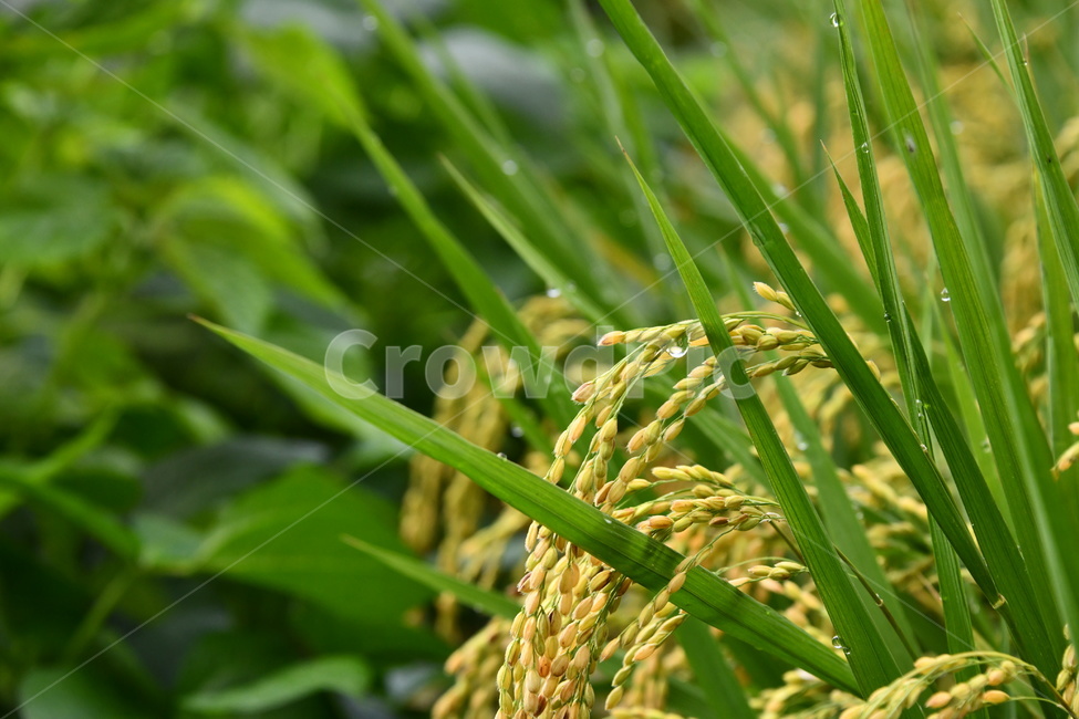 vegetation,초목,식물,벼,이삭,가을,추수,농업,농사,agriculture,farming,farming industry