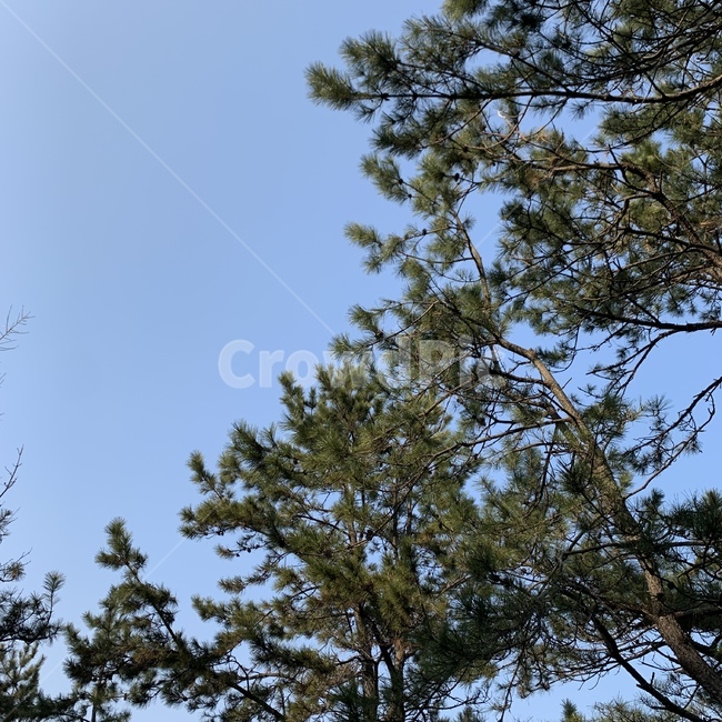 하늘,소나무,산,나무,맑음