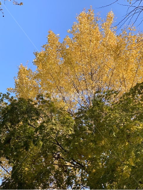 tree,나무,plant,식물,은행나무,ginkgo