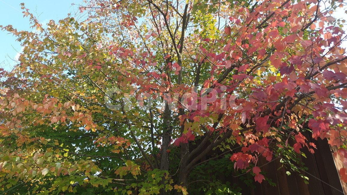 leaf,plant,식물,tree,나무,가을,계절,fall,autumn,season,식물,자연,plants,nature,나무,trees,wood,잎,maple,단풍