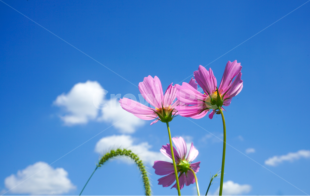 코스모스,꽃,가을,하늘,식물,구름,가을,계절,fall,autumn,season,식물,자연,plants,nature,꽃,flower,plant