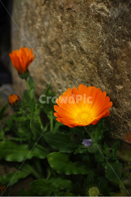 꽃,flower,계절,봄,spring,식물,plant,자연,nature,지붕,식물,자연,plants,nature,꽃,flower