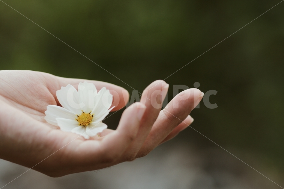 손,꽃,감성,여자,가을,코스모스,자연,담다,따뜻함,마음,식물,사람,흰색,꽃잎,식물,자연,plants,nature,꽃,flower,사람,인물,인간,human,person,신체일부,몸,body,감성,sensible,feeling