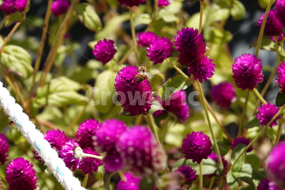 천일홍,보라색,꽃,꽃밭,꽃축제,보라꽃,식물,자연,plants,nature,꽃,flower