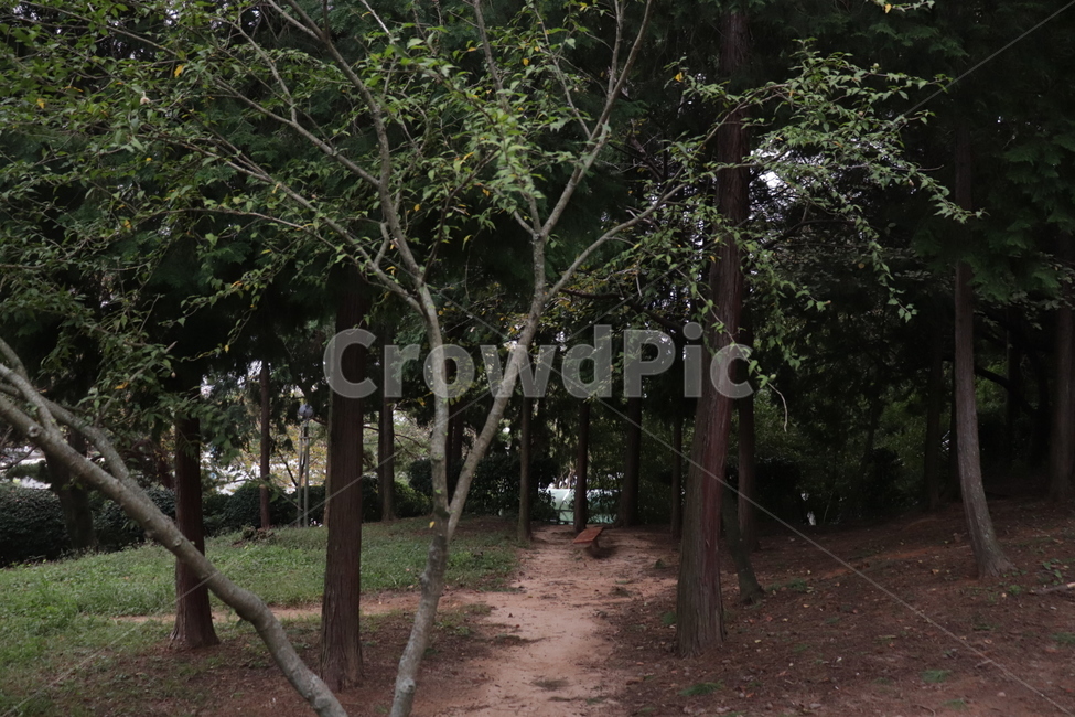 tree,나무,공원,자연,풍경,힐링,자유,나무줄기,treetrunk,식물,자연,풍경,nature,landscape,plant,tree trunk,나무 줄기