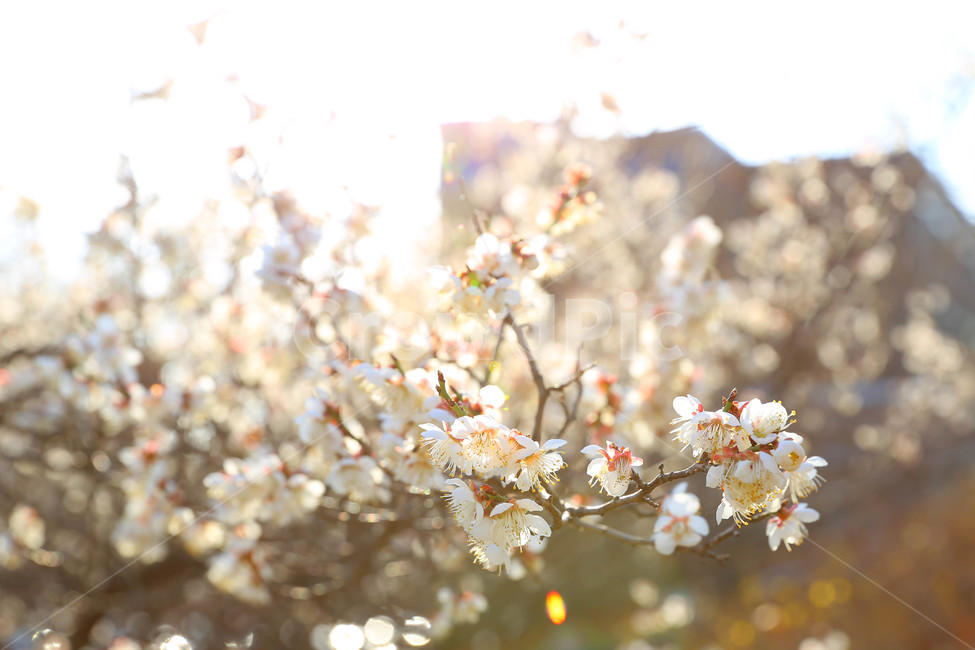 꽃,봄,햇살,노을,매화,봄,계절,spring,season,식물,자연,plants,nature,꽃,flower,감성,sensible,feeling,휴식,힐링,rest,relaxation,healing,plant