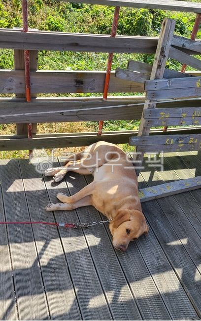 개,낮잠,나른함,강아지,피곤함,편안함,dog,nap,tired,break,휴식