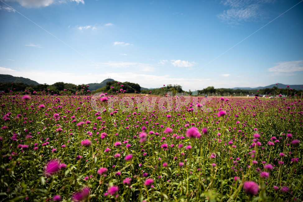 화원,화단,풀,꽃,나무,식물,flower,정원,공원,자연,풍경,nature,landscape,식물,plants,꽃,flower,field,들,grassland,목초지,outdoors,옥외
