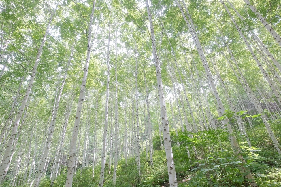 숲,자작나무,나무,산,자연,상쾌,자연,풍경,nature,landscape,tree,plant,식물