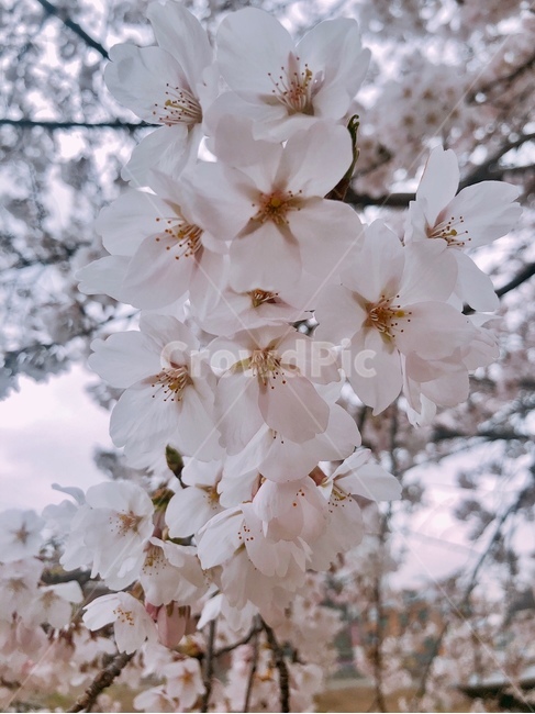 벚꽃,봄날,꽃,벚꽃축제,봄