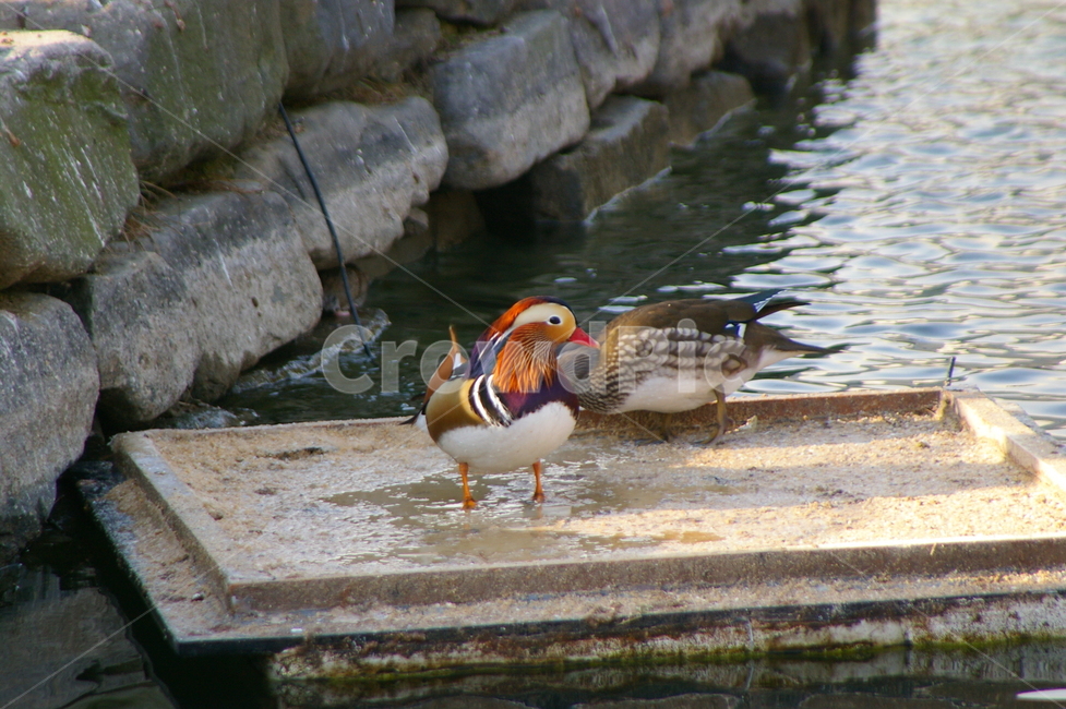 조류,원앙,bird,새,animal,동물,조류,새,birds