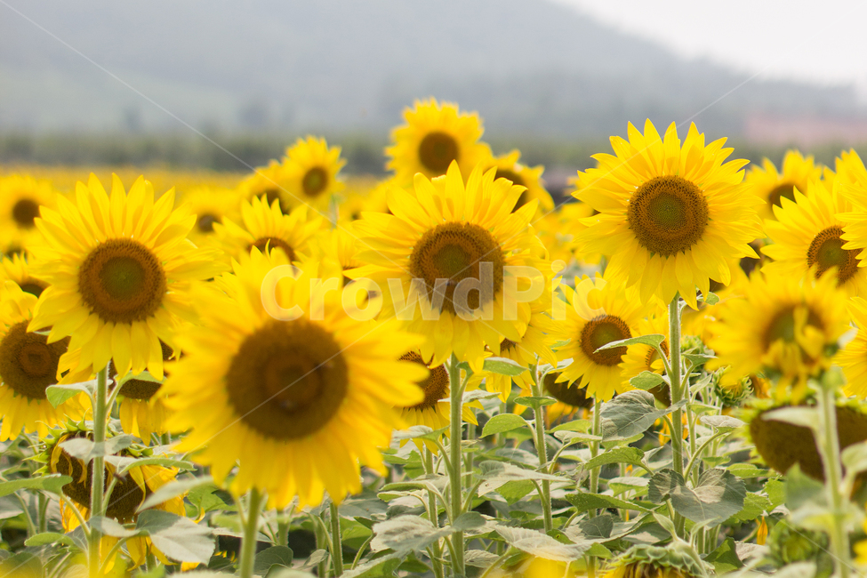 해바라기,해바라기밭,노란꽃,sunflower,자연,풍경,flower,꽃,식물,자연,plants,nature,꽃,flower