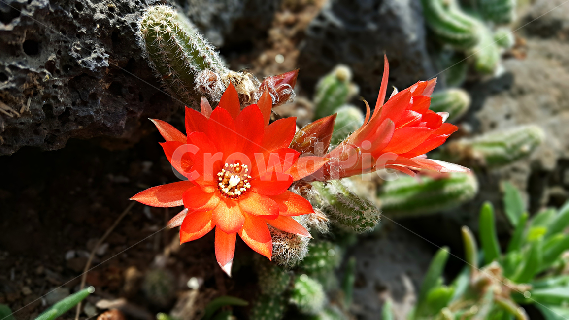꽃,선인장,선인장꽃,식물,정원,plant,식물,자연,plants,nature,꽃,flower