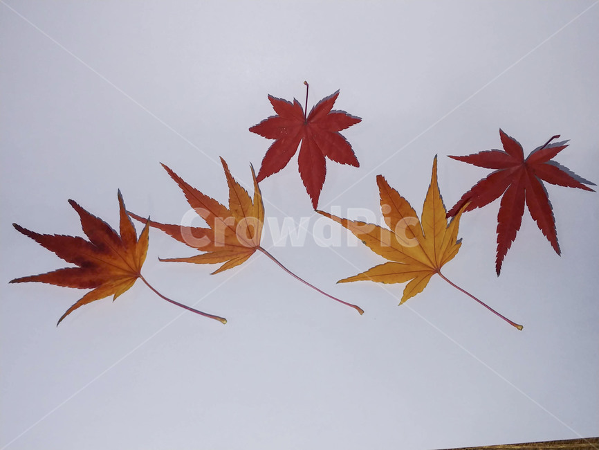 단풍잎,나뭇잎,가을,잎,낙엽,식물,autumn,leaf,leaves,maple,fall,plant,계절,season,가을,계절,fall,autumn,season,식물,자연,plants,nature