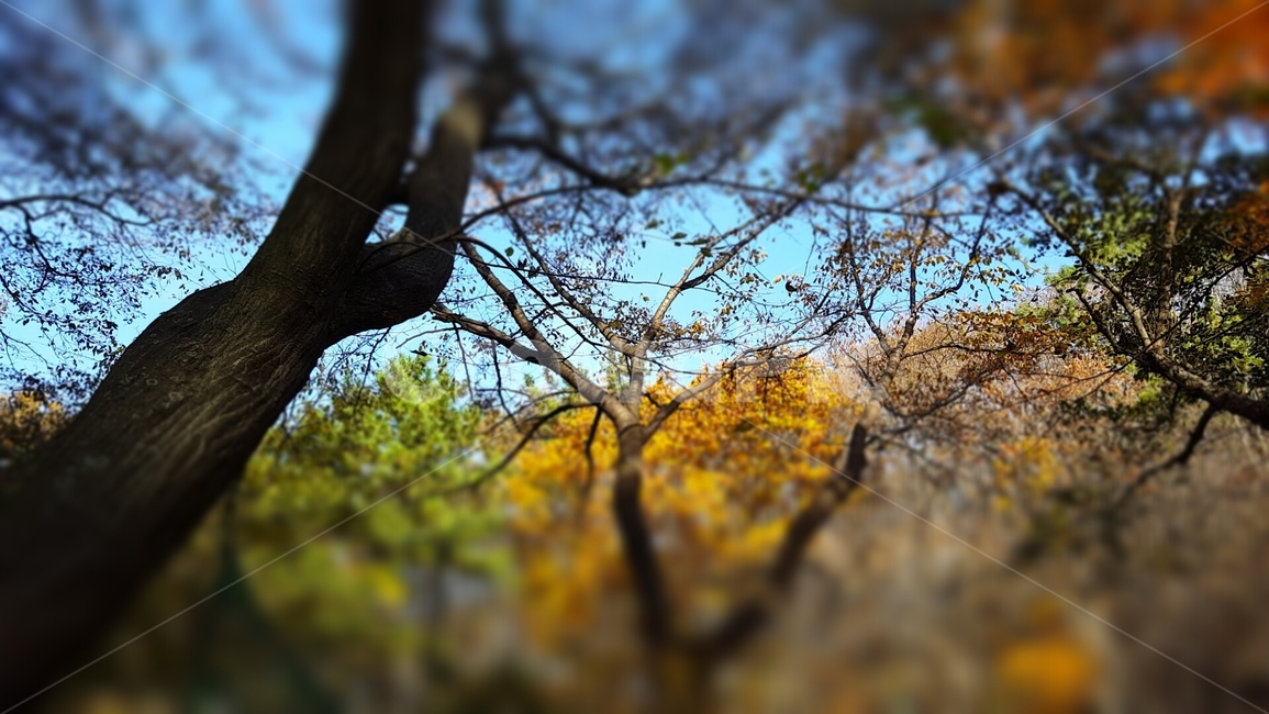 나무,봄,색감,자연경관,포커싱,가을,계절,fall,autumn,season,tree,plant,식물,tree trunk,나무 줄기