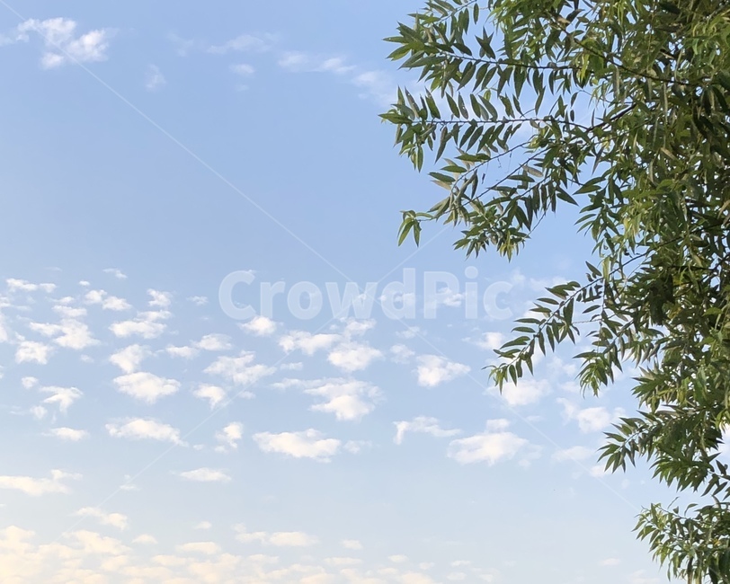 나무,식물,자연,하늘,구름,식물,자연,plants,nature,나무,trees,wood