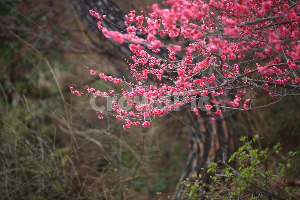 홍매화,자연,풍경,봄,접사,봄,계절,spring,season,식물,자연,plants,nature,꽃,flower,plant,cherry blossom,벚꽃,blossom