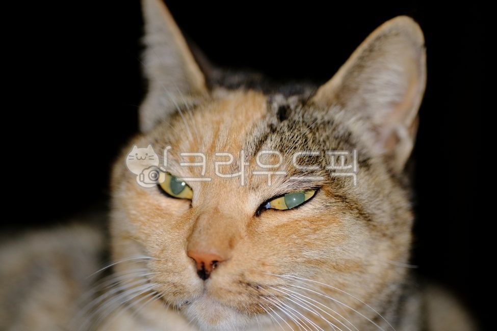 고양이,cat,반려동물,냥이,애완동물,pet,동물,animal,포유류,mammal,길고양이,alleycat,길냥이,straycat,휴식,자연,cute,귀여운,아름다운,매력적인,streetcat,얼룩고양이,야외,아웃포커싱,보케,귀여운동물,동물,animal,포유류,mammal,고양이,cat,kitten,kitty