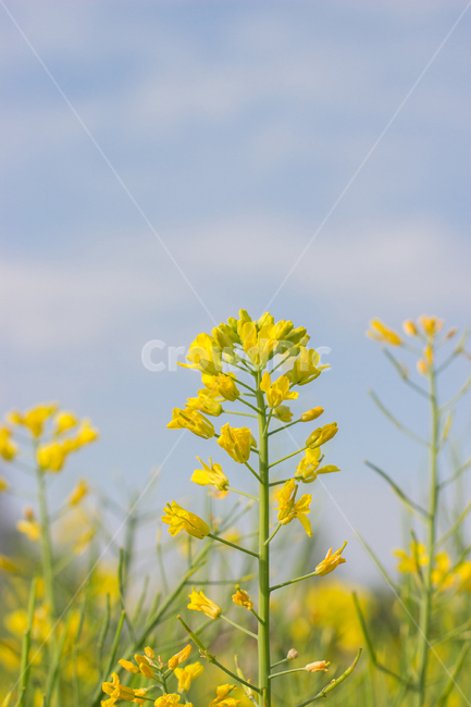 유채,유채꽃,봄꽃,꽃,노란꽃,풍경,자연,nature,식물,자연,plants,nature,꽃,flower