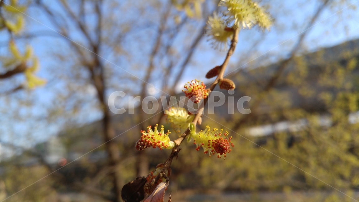 버드나무,노란색,나무,봄,yellow,flower,tree,spring,nature,growth,식물,자연,plants,nature,꽃,flower