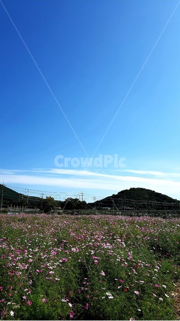 봄,가을,꽃,배경,바탕,자연,풍경,nature,landscape,grassland,목초지,field,들,outdoors,옥외