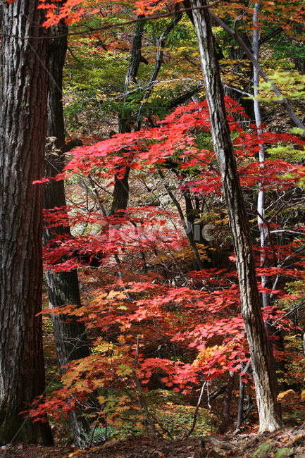 가을,가을낙엽,낙엽,나뭇잎,단풍,가을,계절,fall,autumn,season,plant,식물,leaf,잎,tree,나무,maple