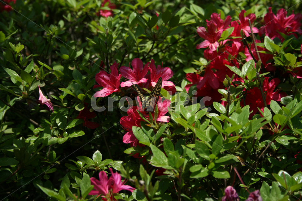 철쭉,꽃,붉은꽃,나비,식물,flower,butterrfly,식물,자연,plants,nature,꽃,flower,동물,animal,곤충,벌레,insect,bug