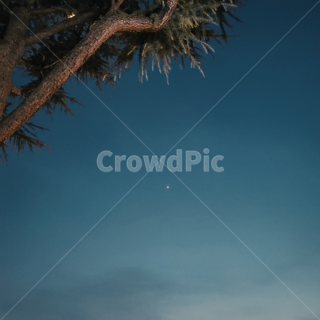 plant,식물,tree,나무,오후,하늘,감성